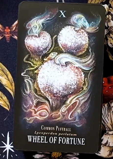 Midnight Magic: A Tarot Deck of Mushrooms